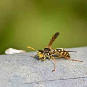 Polistes (Polistes) chinensis at Bega, NSW - 2 May 2017