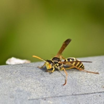 Polistes (Polistes) chinensis (Asian paper wasp) at Bega, NSW - 2 May 2017 by Nullica