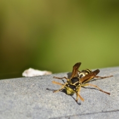 Polistes (Polistes) chinensis at Bega, NSW - 2 May 2017