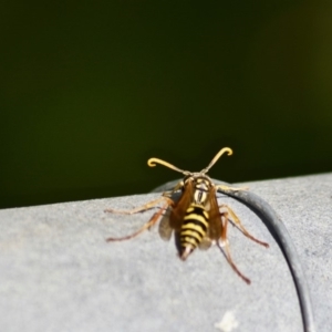 Polistes (Polistes) chinensis at Bega, NSW - 2 May 2017 11:16 AM