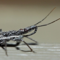 Piestolestes obscurus (Assassin bug) at Hackett, ACT - 17 Apr 2019 by TimL