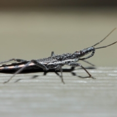 Piestolestes obscurus at Hackett, ACT - 17 Apr 2019