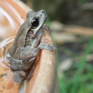 Litoria quiritatus at Narrawallee, NSW - 11 Mar 2019 07:32 AM