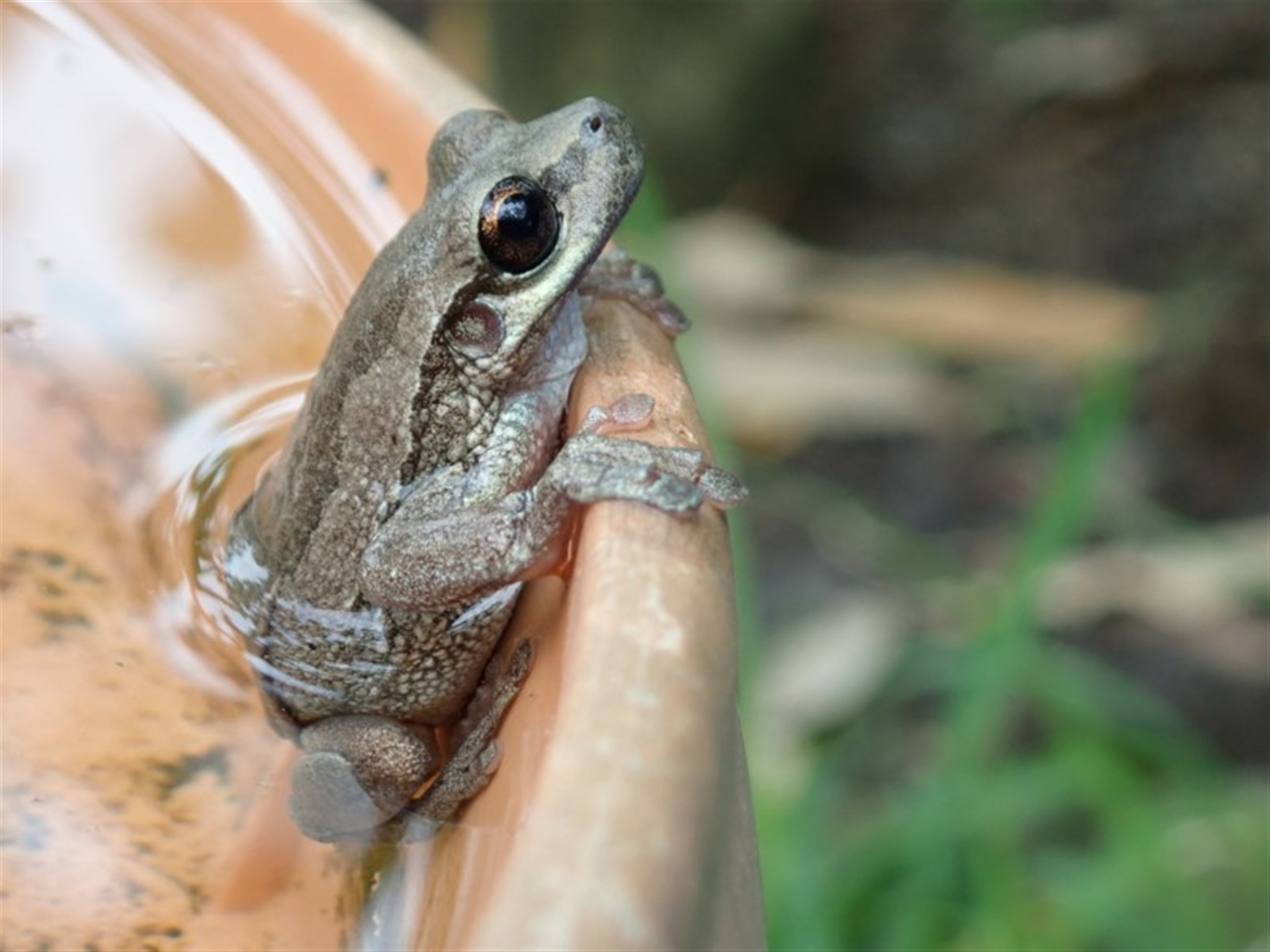 Litoria quiritatus at Narrawallee, NSW - 11 Mar 2019 07:32 AM