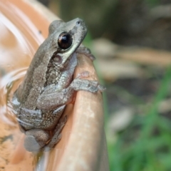 Litoria quiritatus (Screaming Tree Frog) at Narrawallee, NSW - 10 Mar 2019 by DonnaH