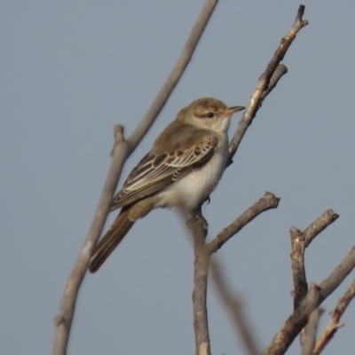 Lalage tricolor (White-winged Triller) at Fyshwick, ACT - 17 Apr 2019 by KumikoCallaway