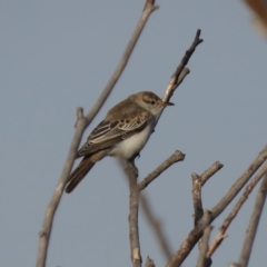 Lalage tricolor at Fyshwick, ACT - 18 Apr 2019