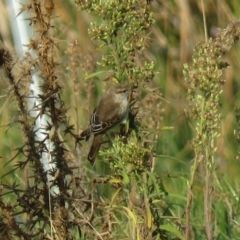 Lalage tricolor at Fyshwick, ACT - 18 Apr 2019 08:11 AM