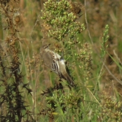 Lalage tricolor at Fyshwick, ACT - 18 Apr 2019