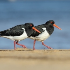 Haematopus longirostris (Australian Pied Oystercatcher) at Mogareeka, NSW - 11 Apr 2019 by Leo