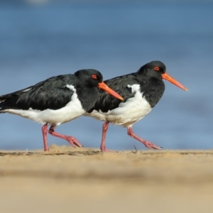 Haematopus longirostris at Mogareeka, NSW - 12 Apr 2019