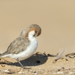 Anarhynchus ruficapillus (Red-capped Plover) at Tathra, NSW - 12 Apr 2019 by Leo