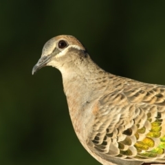 Phaps chalcoptera (Common Bronzewing) at Merimbula, NSW - 14 Apr 2019 by Leo