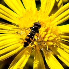 Melangyna viridiceps (Hover fly) at Banks, ACT - 18 Apr 2019 by UserfaKgHkxs