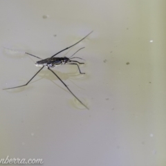 Tenagogerris euphrosyne (Water Strider) at Dunlop, ACT - 6 Apr 2019 by BIrdsinCanberra