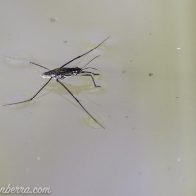 Tenagogerris euphrosyne (Water Strider) at Dunlop, ACT - 7 Apr 2019 by BIrdsinCanberra