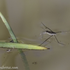 Tenagogerris euphrosyne at Dunlop, ACT - 7 Apr 2019