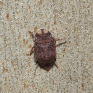Cicadellidae (family) at Acton, ACT - 17 Apr 2019 12:41 PM