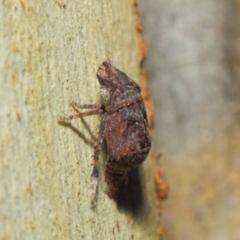 Cicadellidae (family) at Acton, ACT - 17 Apr 2019 12:41 PM