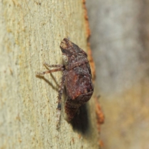 Cicadellidae (family) at Acton, ACT - 17 Apr 2019