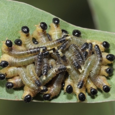 Pseudoperga sp. (genus) (Sawfly, Spitfire) at ANBG - 17 Apr 2019 by TimL