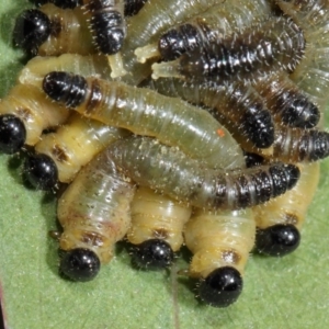 Pseudoperga sp. (genus) at Hackett, ACT - 17 Apr 2019