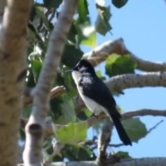 Myiagra inquieta (Restless Flycatcher) at Mullion, NSW - 16 Apr 2019 by KumikoCallaway