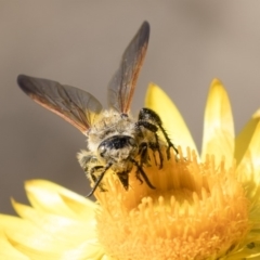 Radumeris tasmaniensis (Yellow Hairy Flower Wasp) at Acton, ACT - 18 Apr 2019 by AlisonMilton