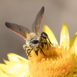 Radumeris tasmaniensis at Acton, ACT - 18 Apr 2019