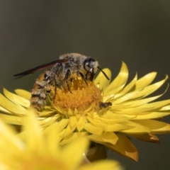 Radumeris tasmaniensis at Acton, ACT - 18 Apr 2019