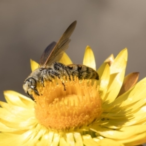 Radumeris tasmaniensis at Acton, ACT - 18 Apr 2019