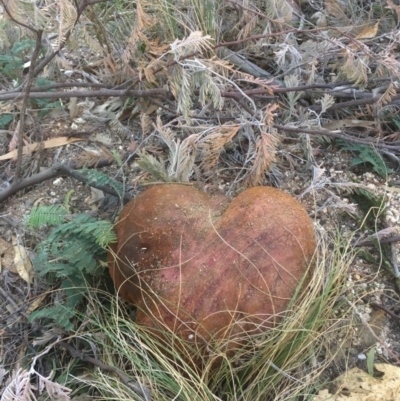 Phlebopus marginatus (Giant Bolete) at Tuggeranong DC, ACT - 18 Apr 2019 by CathyKatie