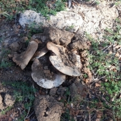 Agaricus sp. (Agaricus) at Jerrabomberra, ACT - 17 Apr 2019 by Mike