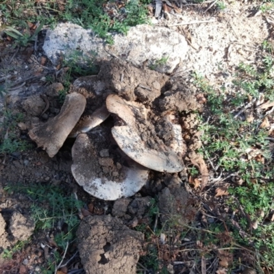 Agaricus sp. (Agaricus) at Jerrabomberra, ACT - 17 Apr 2019 by Mike