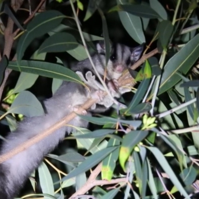 Petaurus notatus (Krefft’s Glider, formerly Sugar Glider) at Hackett, ACT - 18 Apr 2019 by HelenCross