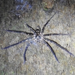 Megadolomedes australianus (Giant water spider) at Acton, ACT - 18 Apr 2019 by HelenCross