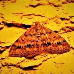 Scopula rubraria (Reddish Wave, Plantain Moth) at Wanniassa, ACT - 18 Apr 2019 by JohnBundock