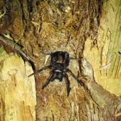 Arbanitis sp. (genus) (A spiny trapdoor spider) at Acton, ACT - 18 Apr 2019 by HelenCross