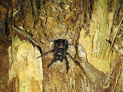 Arbanitis sp. (genus) (An armoured trapdoor spider) at Acton, ACT - 18 Apr 2019 by HelenCross