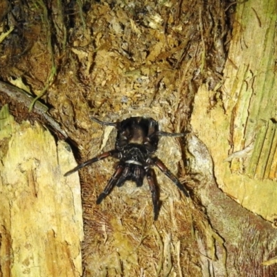 Arbanitis sp. (genus) (An armoured trapdoor spider) at Acton, ACT - 18 Apr 2019 by HelenCross