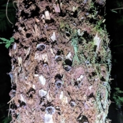 Arbanitis sp. (genus) at Acton, ACT - 18 Apr 2019