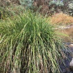 Carex polyantha (A Sedge) at Paddys River, ACT - 18 Apr 2019 by JaneR