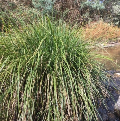 Carex polyantha (A Sedge) at Paddys River, ACT - 18 Apr 2019 by JaneR
