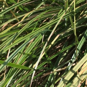 Carex polyantha at Paddys River, ACT - 18 Apr 2019