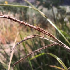 Carex polyantha at Paddys River, ACT - 18 Apr 2019