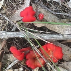 Hygrocybe sp. (Hygrocybe) at Meroo National Park - 18 Apr 2019 by Marg