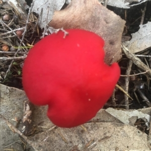 Hygrocybe sp. at Bawley Point, NSW - 18 Apr 2019