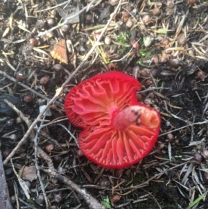 Hygrocybe sp. at Bawley Point, NSW - 18 Apr 2019