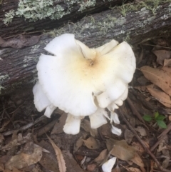 Omphalotus nidiformis (Ghost Fungus) at Meroo National Park - 18 Apr 2019 by Marg