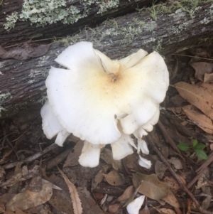 Omphalotus nidiformis at Bawley Point, NSW - 18 Apr 2019 10:18 AM